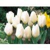 Tulipán Purissima 7 ks v balení