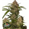 Fast Buds Cannabis Seeds Guava Auto 1 ks
