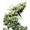 Sensi Seeds Jamaican Pearl neobsahuje THC 3 ks