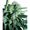 Sensi Seeds Sensi Skunk semena neobsahují THC 10 ks