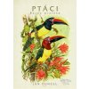Ptáci Barvy pralesa - Jan Dungel