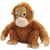 Albi hrejivý orangutan