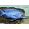 Cyrtocara moorii - 6,5-8cm