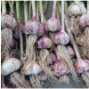 Sadbový cesnak Topaz - Allium sativum - paličiak - cibuľa cesnaku - 1 balenie