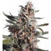 Dutch Passion Auto Blackberry Kush neobsahuje THC 3 ks