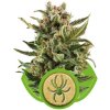 Royal Queen seeds White Widow Automatic neobsahují THC 3 ks