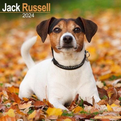 Jack Russell 2024