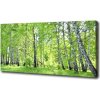 Foto obraz canvas Brezový les 100x50 cm