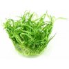 Dennerle Helanthium tenellum ´Broad leaf´In-Vitro