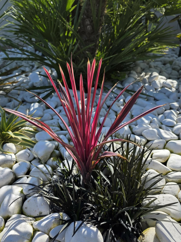 Cordyline australis \'Festival Raspberry\' v celkovej výške 55 cm