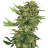 Sensi Seeds Research N13 Kush semena neobsahuji THC 5 ks