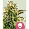 Royal Queen Seeds Feminizované semená kanabisu Alien OG 3 ks