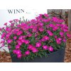 Klinček Waikiki Pink - Dianthus, kont. 0,5 l