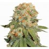 Nirvana Orange Bud regular semena neobsahují THC 10 ks