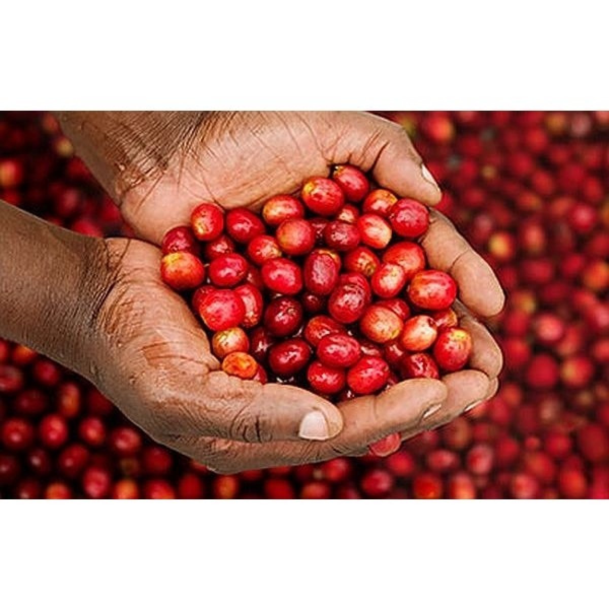 Niečo pre kávových fajnšmekrov