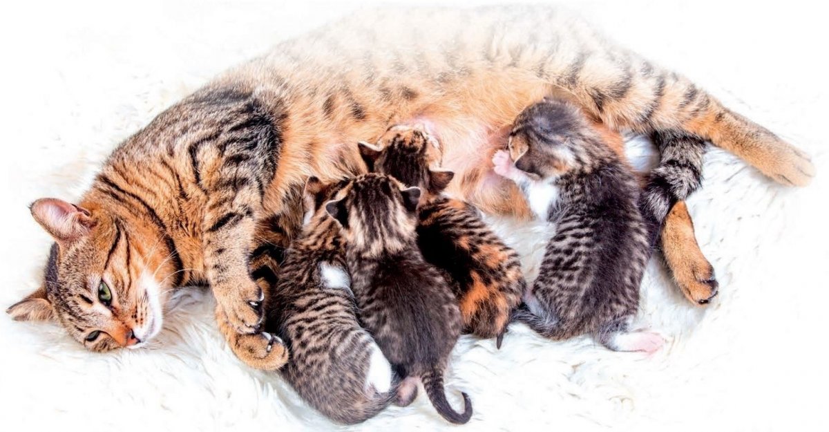 Energia pre gravidné a dojčiace mačky