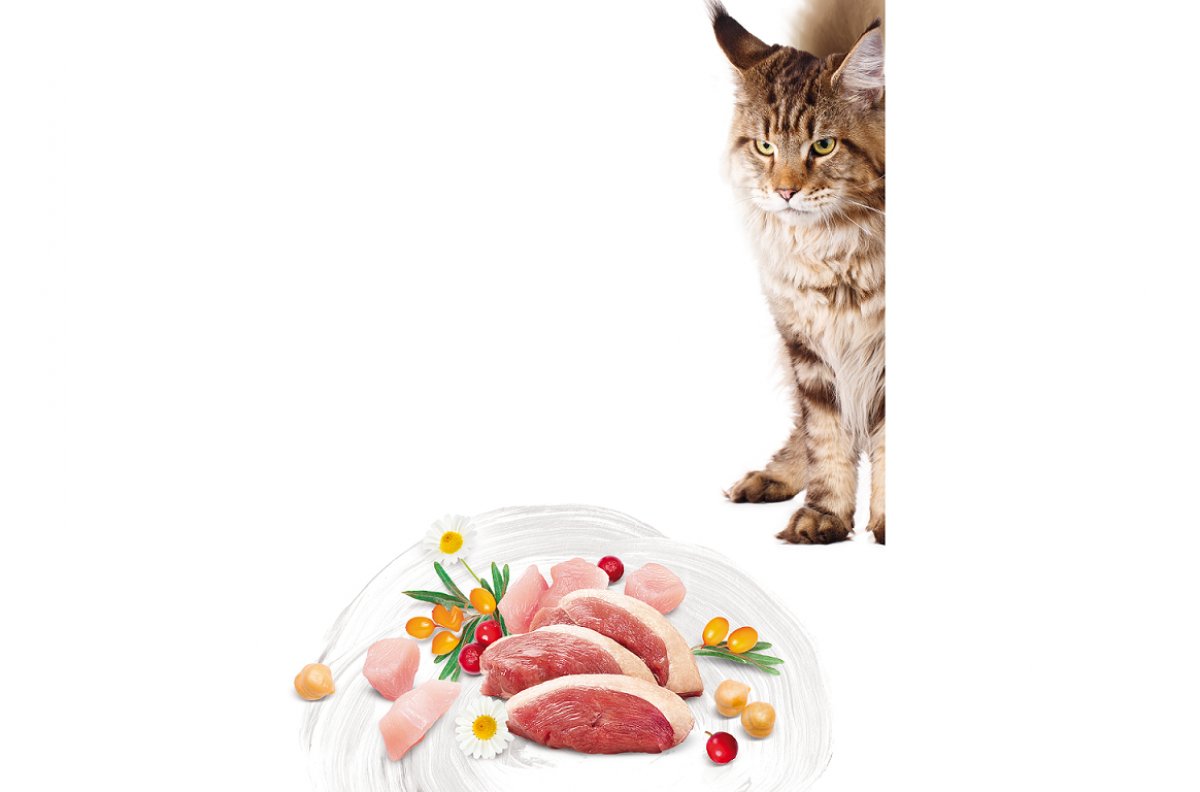 Kvalitná výživa pre veľké plemená mačiek