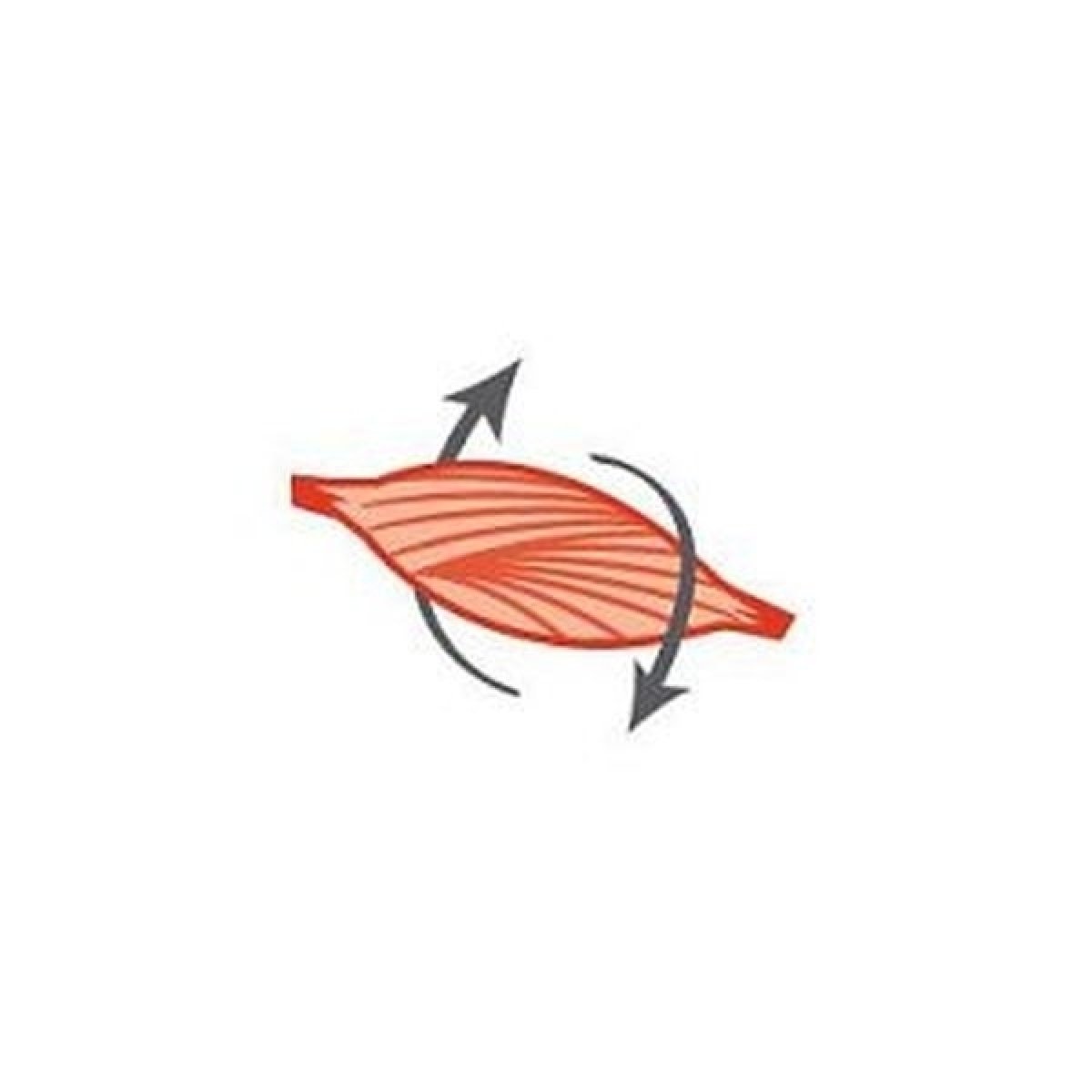 Ideálne množstvo svalovej hmoty