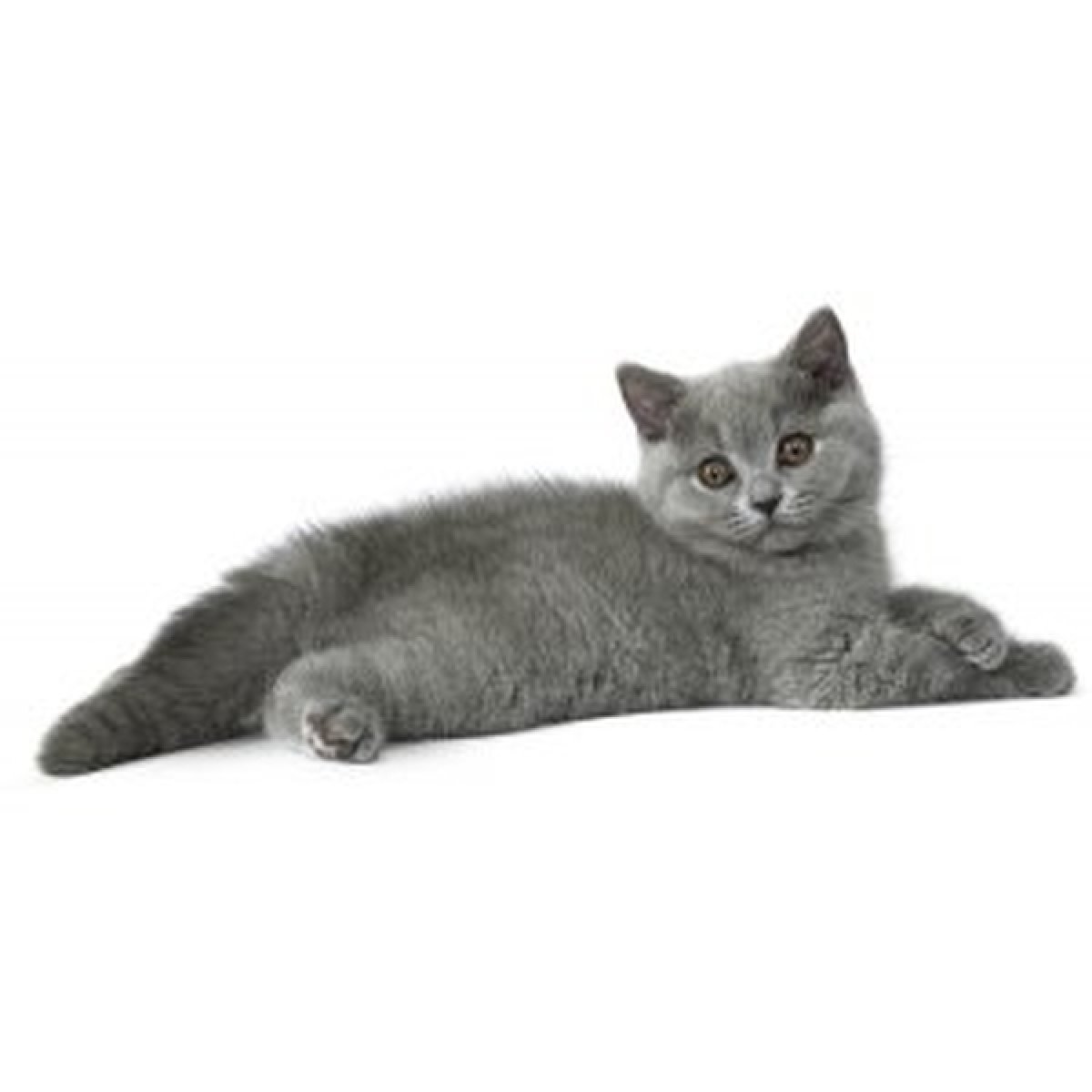 Ideálne pre mačiatka britskej krátkosrstej mačky