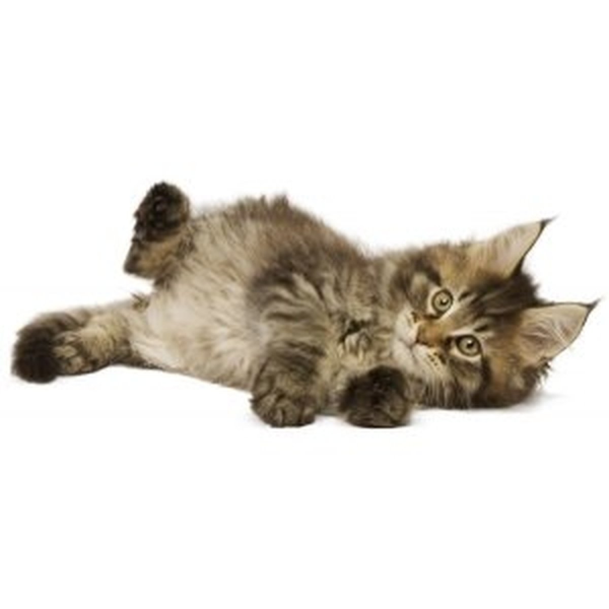 Ideálne pre mačiatka mainskej mývalej mačky