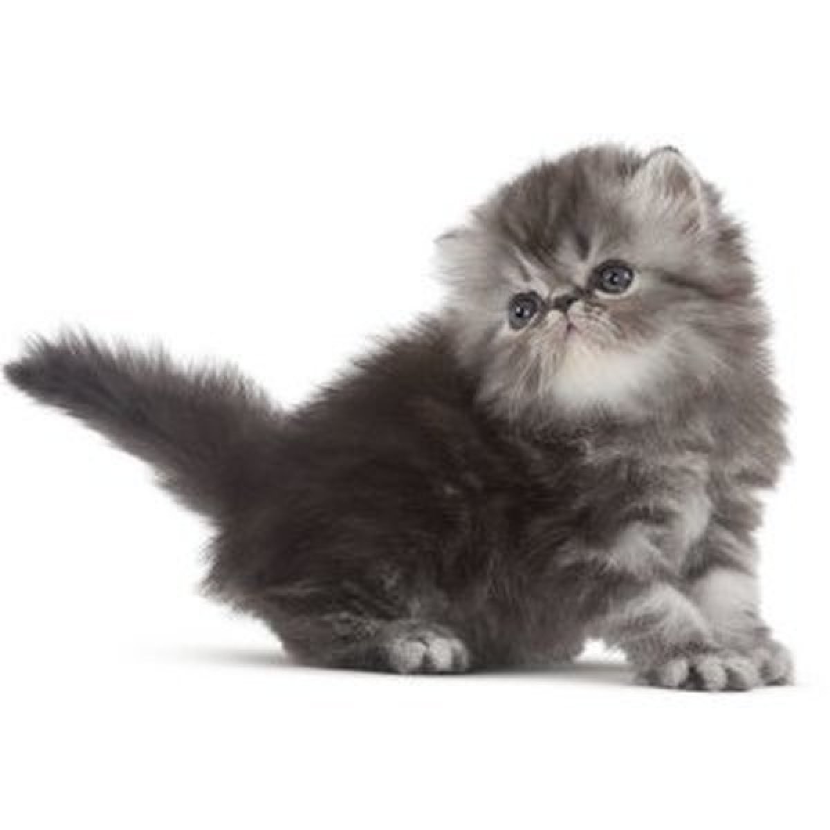 Ideálne pre perzské mačiatka