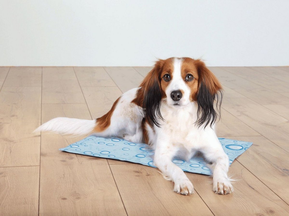 Kľúčové vlastnosti