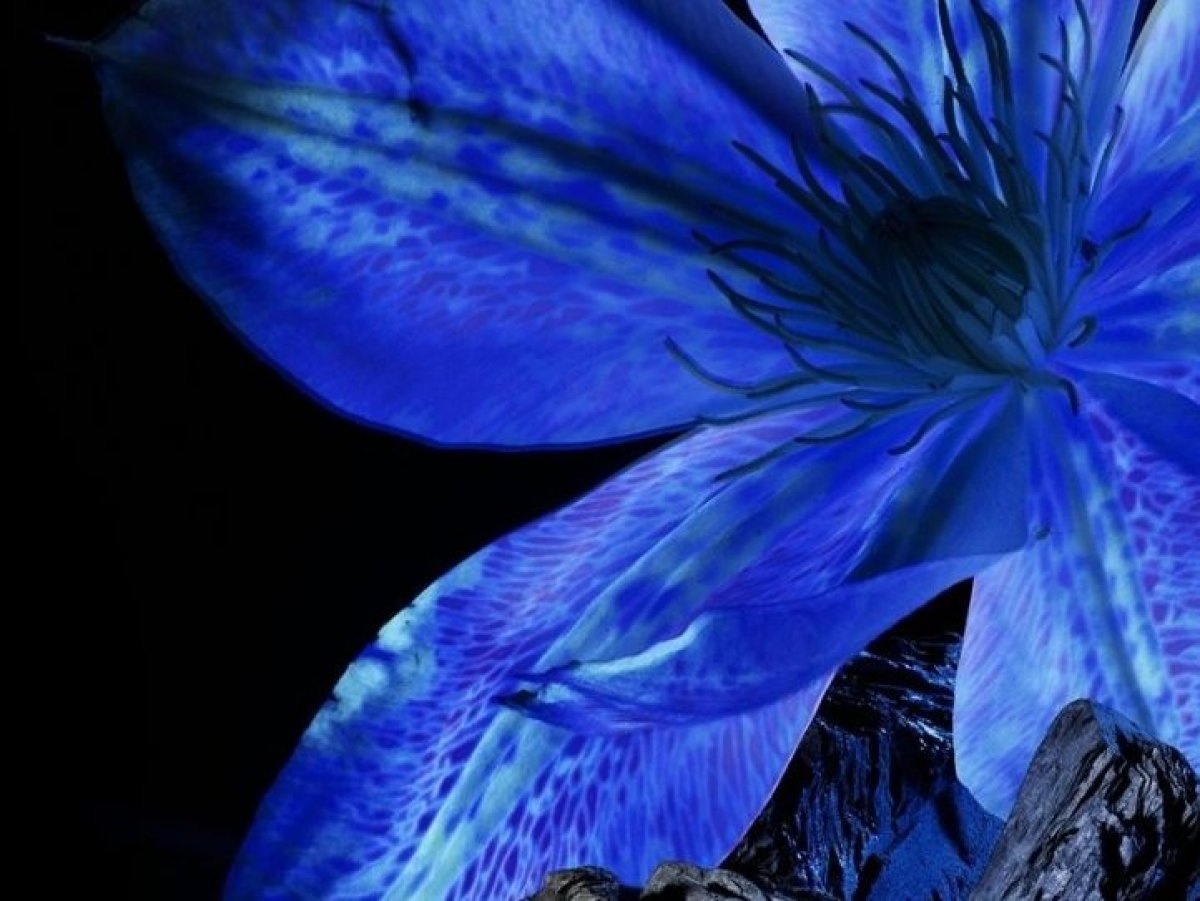 Sila prírody pre zdravšie vlasy