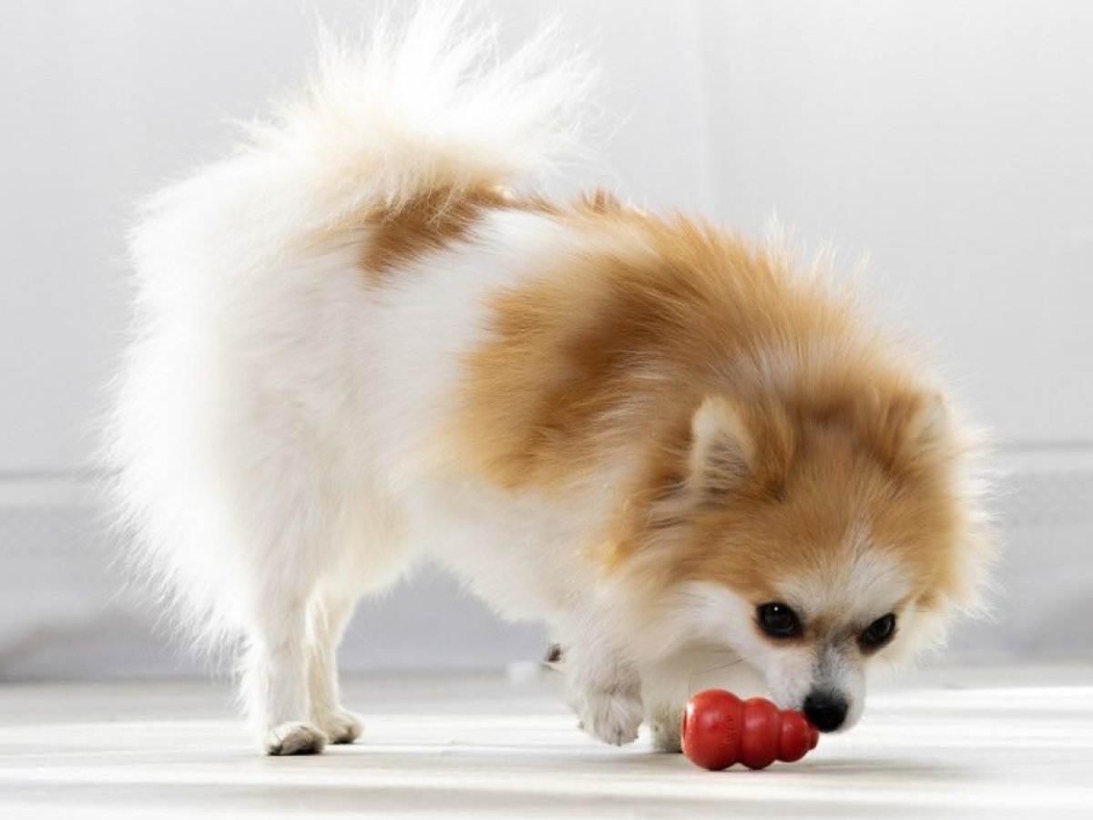 Pre zdatných lovcov