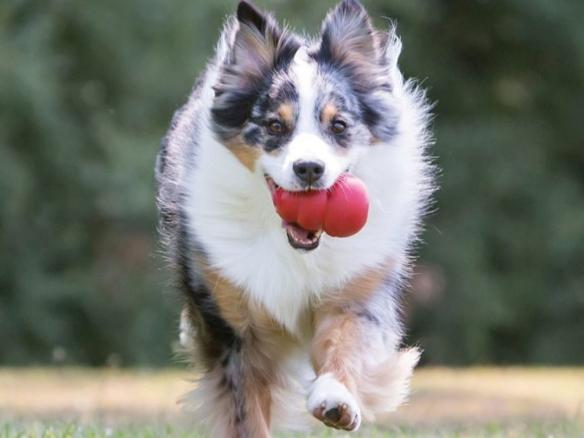 Pre zdatných lovcov
