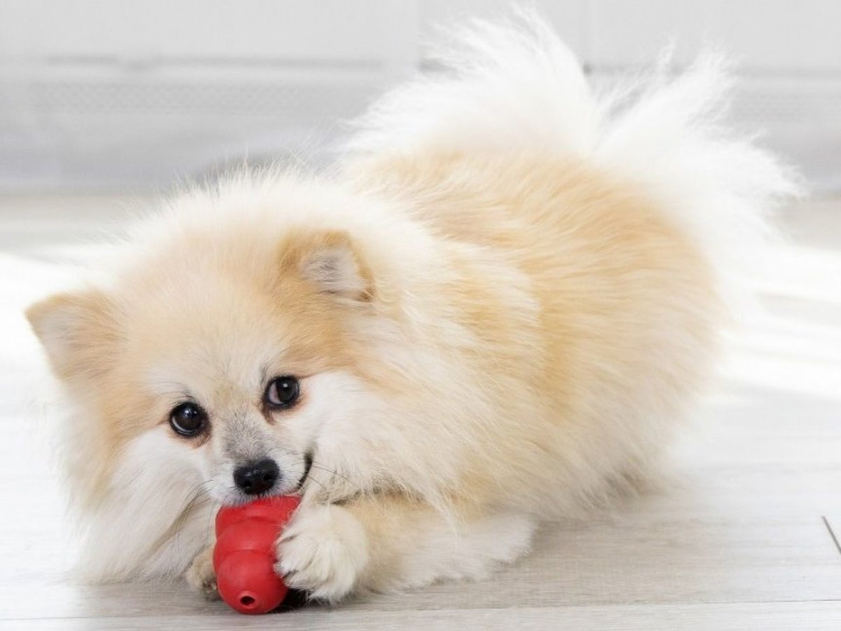 Pre zdatných lovcov