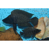Altolamprologus calvus Moba - 4-5cm