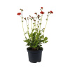 Kuklík mestský FloraSelf Geum 'Scarlet Tempest' kvetináč 3 l