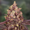 PowerStrains - 5Star Cherry Pie Auto 1 ks - semená neobsahujú THC