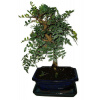 Bonsai Pistacia Lentiscus 555