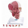 Model ľudskej hlavy s tvárovým a žuvacím svalstvom (Anatomické modely)