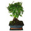 Zelkova 703 - izbové bonsaje