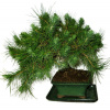 Bonsai Pinus halepensis 557