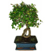 Zelkova 704 - izbové bonsaje