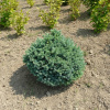 Modrý smrk 'Kutjevo' Picea pungens 'Kutjevo'