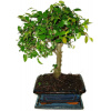 Zelkova 705 - izbové bonsaje