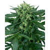 Sensi Seeds Sensi Amnesia Automatic semena neobsahuji THC 5 ks