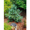 Engelmann smrk 'Blue Softie' Picea engelmannii 'Blue Softie'