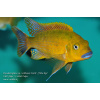 Pseudotropheus sp. williamsi North - 3,5-4,5cm