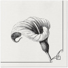 Obrúsky PAW AIRLAID 40x40 cm - Memory flower