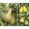 Hruška bio Trio na špalieri výška cca 100-120 cm kvetináč 7,5 l odrody hrušiek Confernce- Williams Christ- Gellertova maslovka