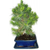 Bonsai Pinus halepensis 560