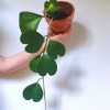 Hoya Kerrii -Heart -Shaped (Hoya Kerrii -Heart -Shaped)