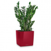 Lechuza Canto Premium Square Single planter Scarlet red High Gloss 40x40x41 cm