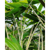 Bambus Pseudosasa japonica 10L 150-200 cm pre interiér (Bambus Pseudosasa japonica 10L 150-200 cm pre interiér)