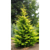 Cupressocyparis leylandii 'Gold rider' (Cyprusovec leylandský 'Gold rider')